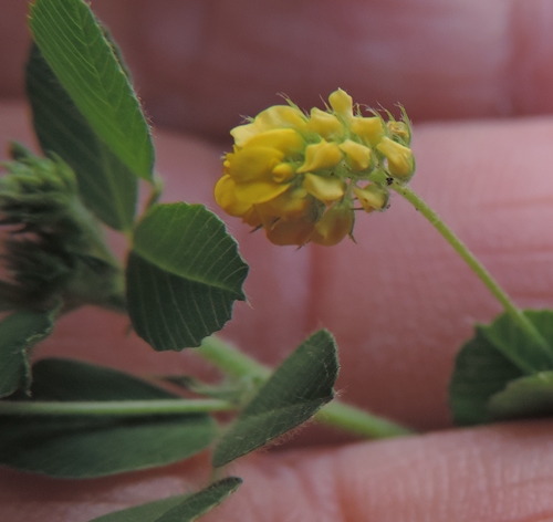 Medicago lupulina